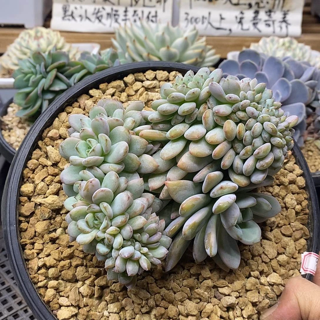 0297 大星星雪缀化 需延时发货