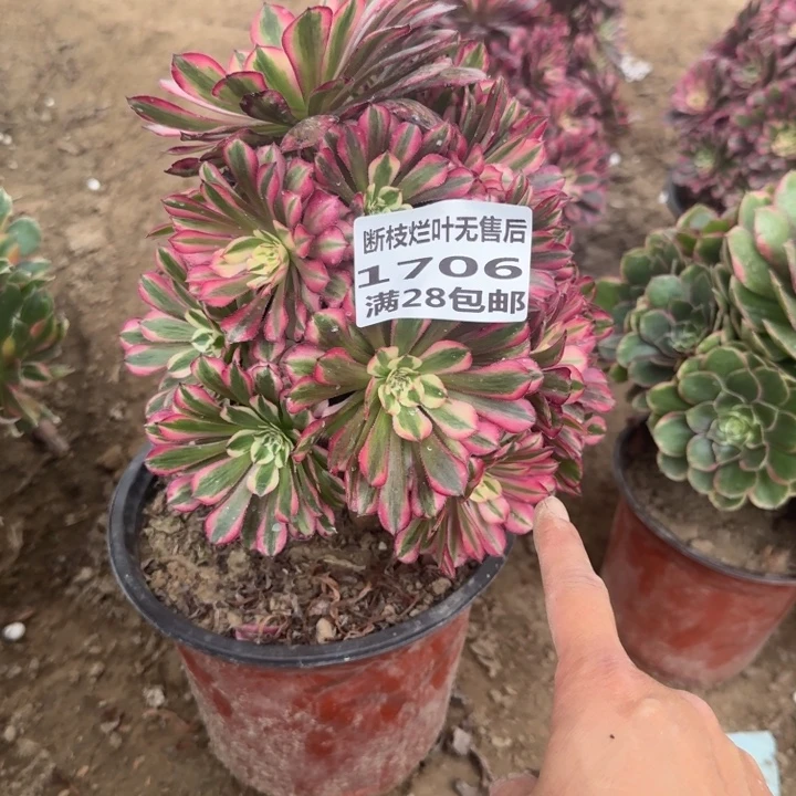 1706二号棚红铜壶B