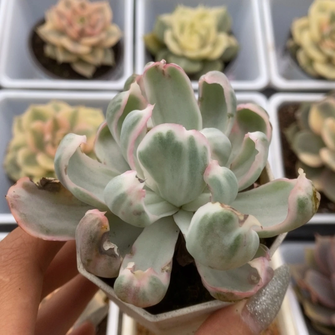 001伯克利锦锦锦锦锦锦
