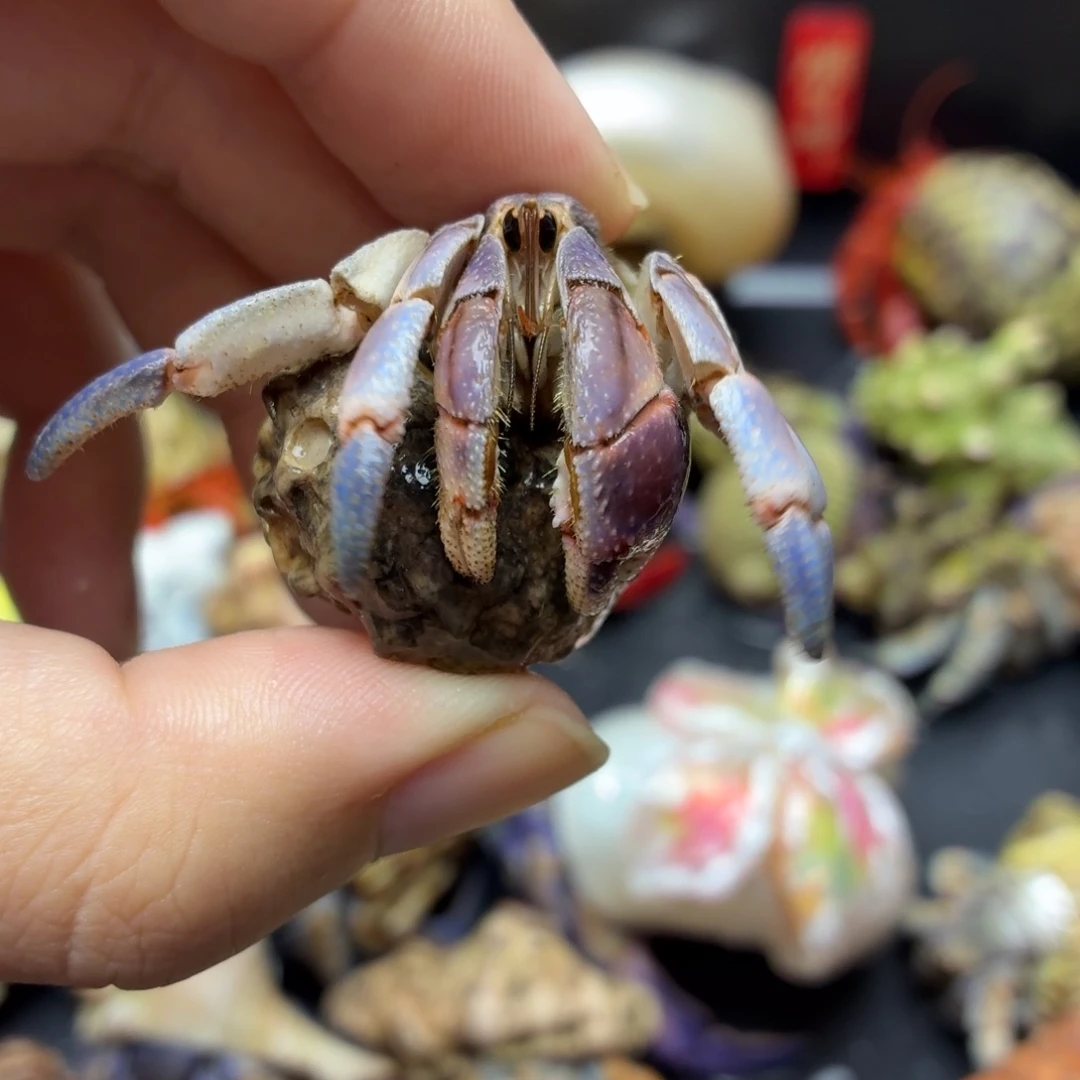 香芋紫粉，中号可爱