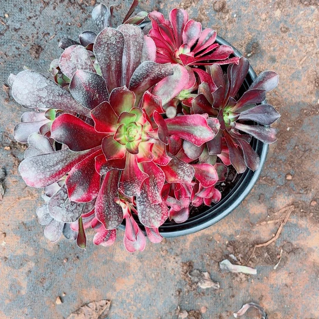 云南多肉植物花蝴蝶