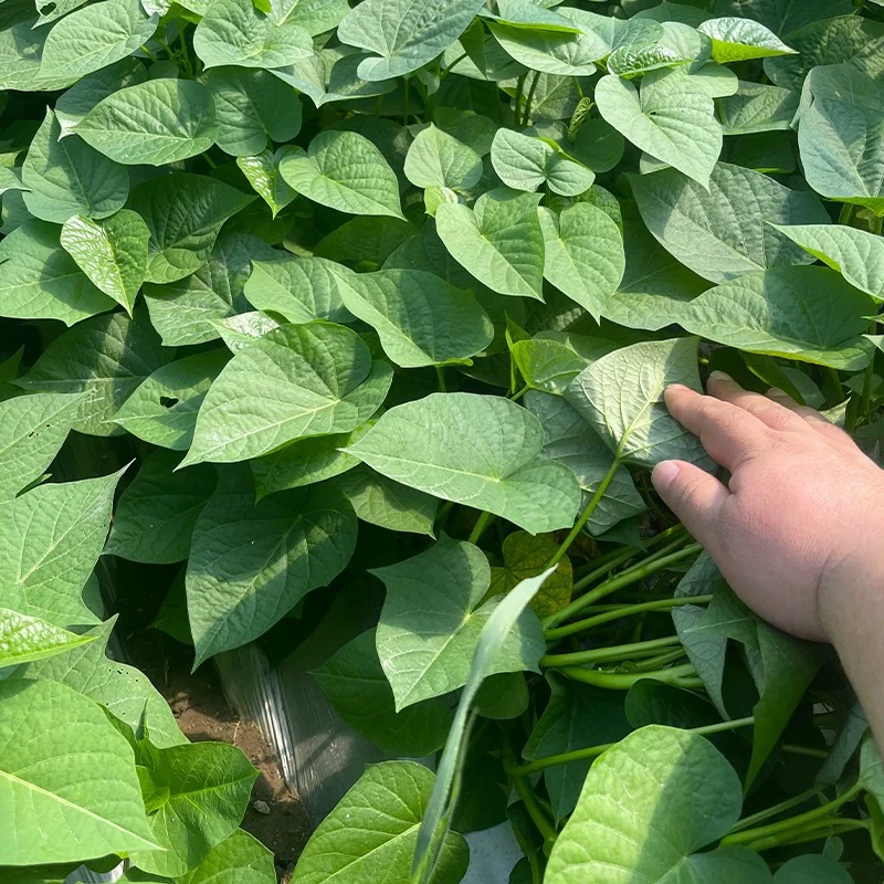现摘现发食用红薯叶新鲜红薯芽苕尖菜四季专吃叶子嫩尖
