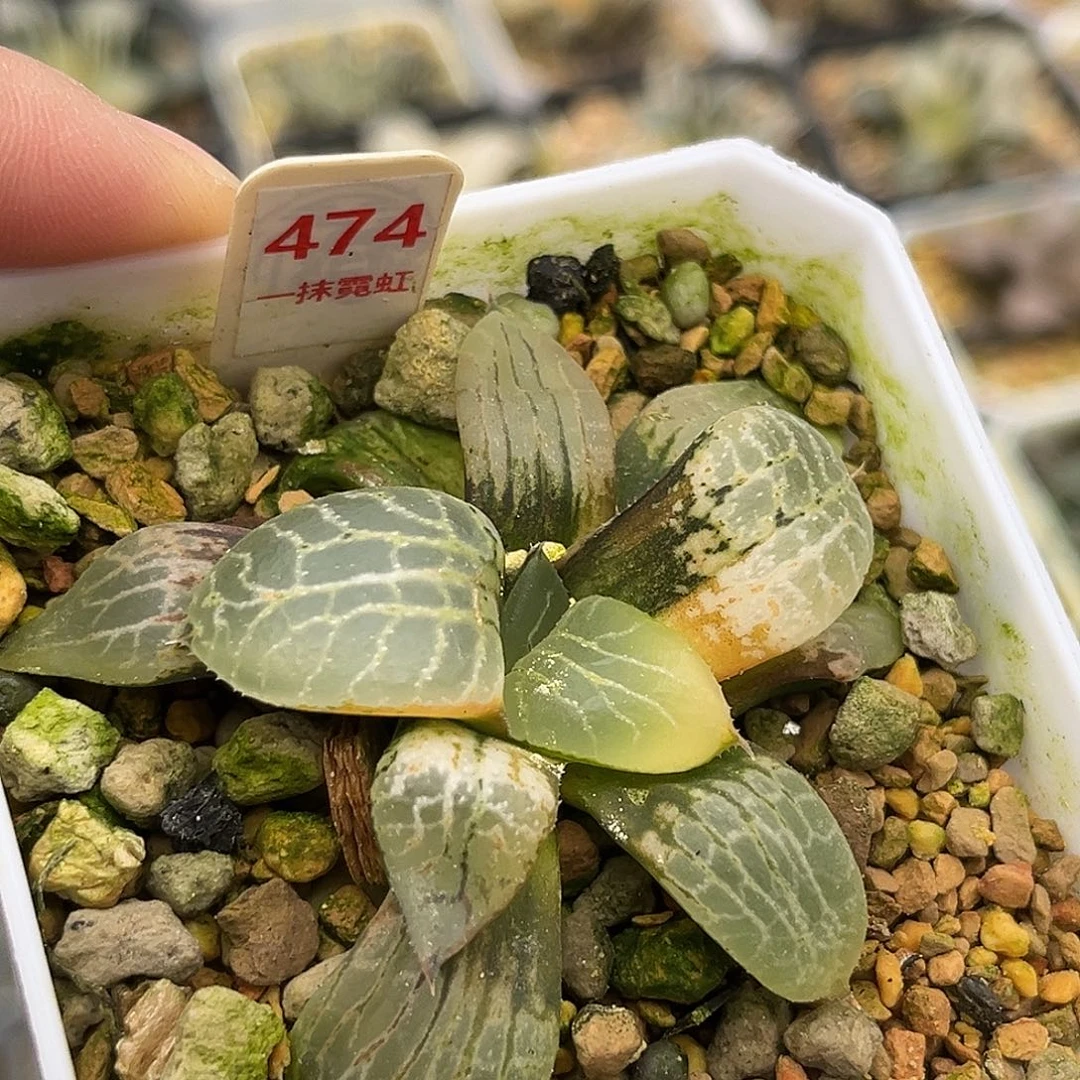 冰***乐474水晶康平寿锦福利