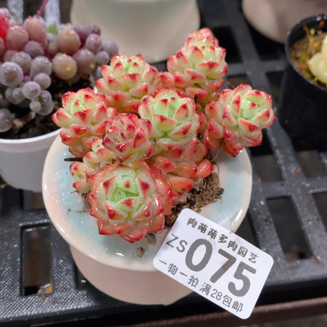 肉萌萌拇指盆精控多肉ZS075