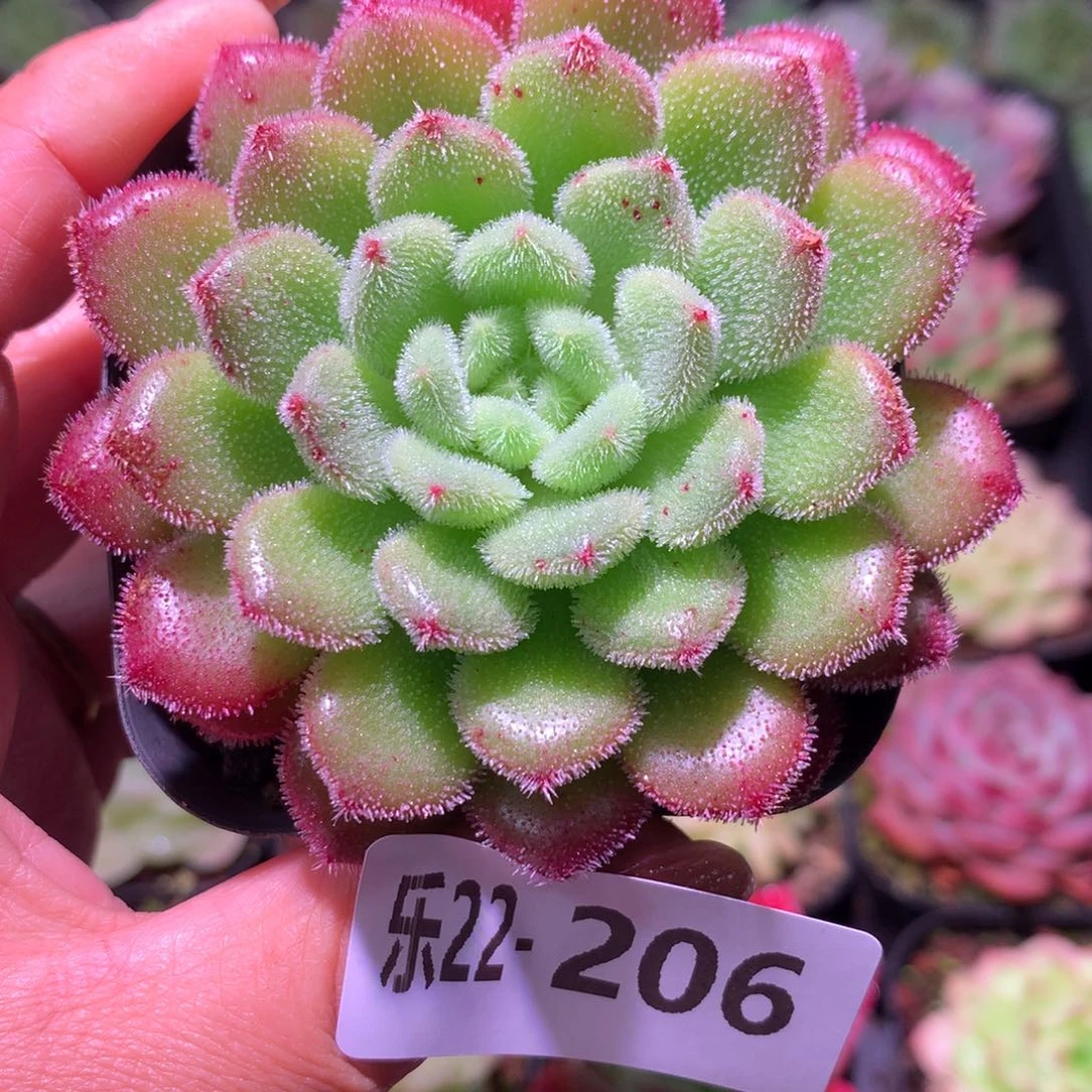 乐然22-206 红毛丹