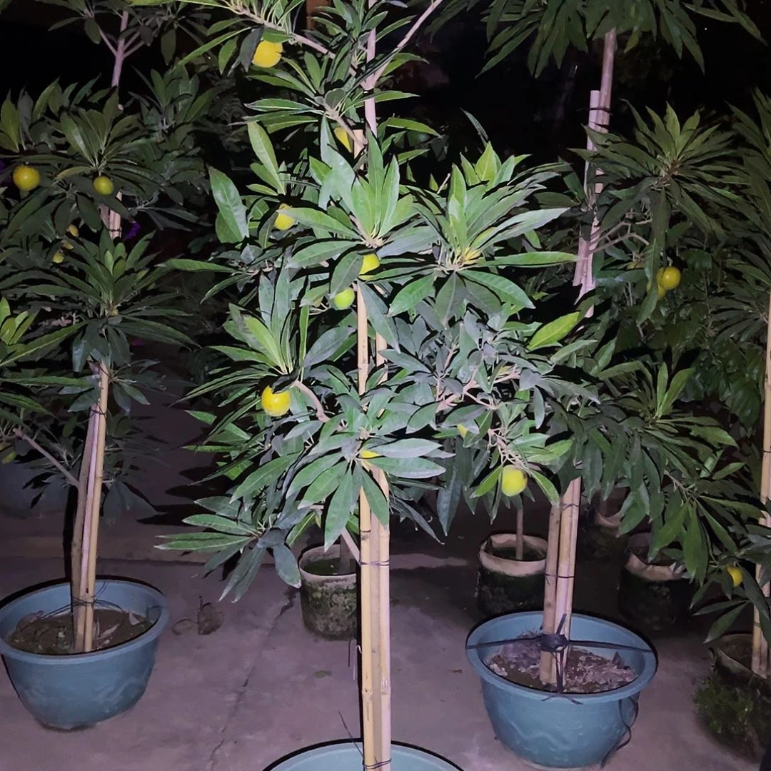 用***9完全开放果树88888888