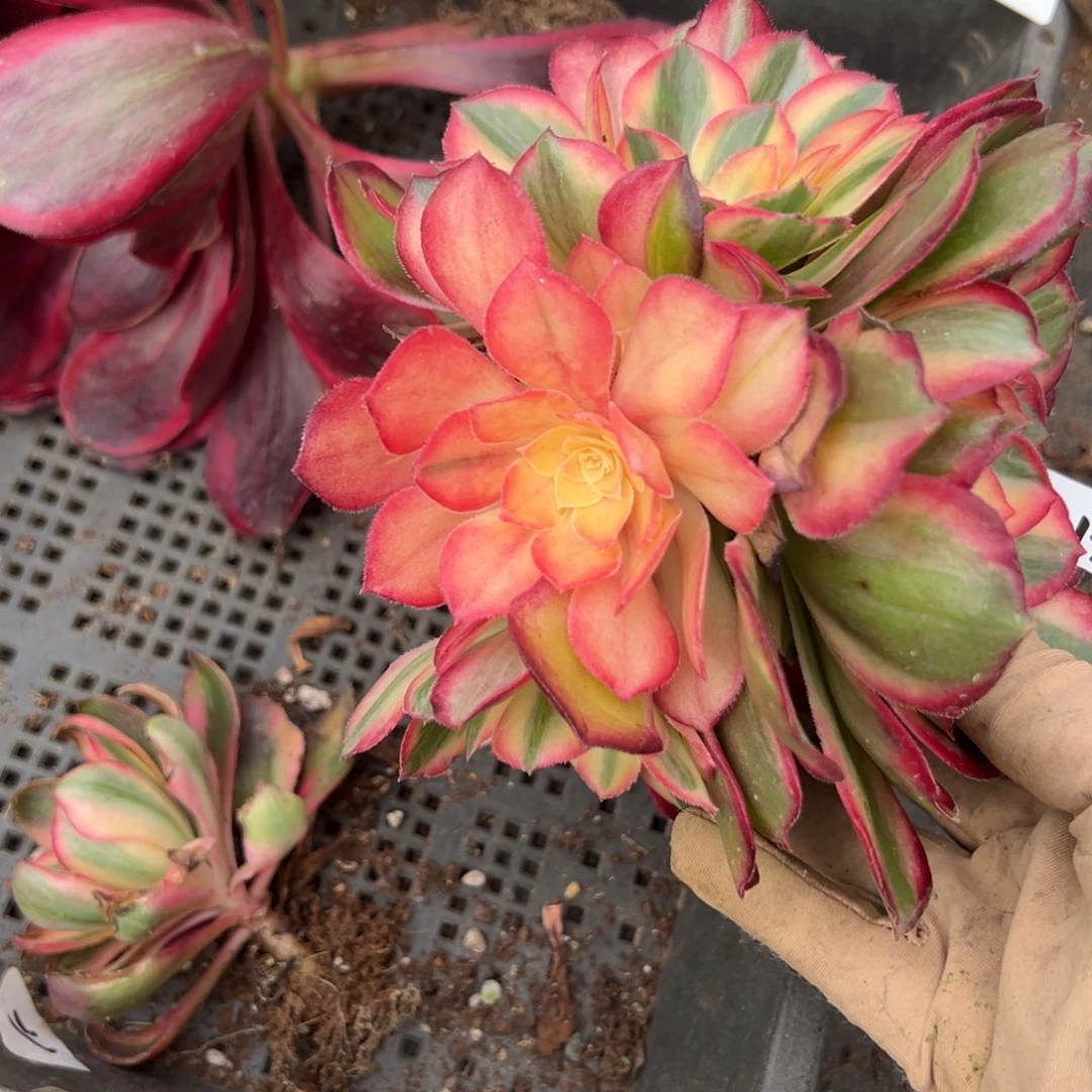 13黑魔锦无根捧花多肉