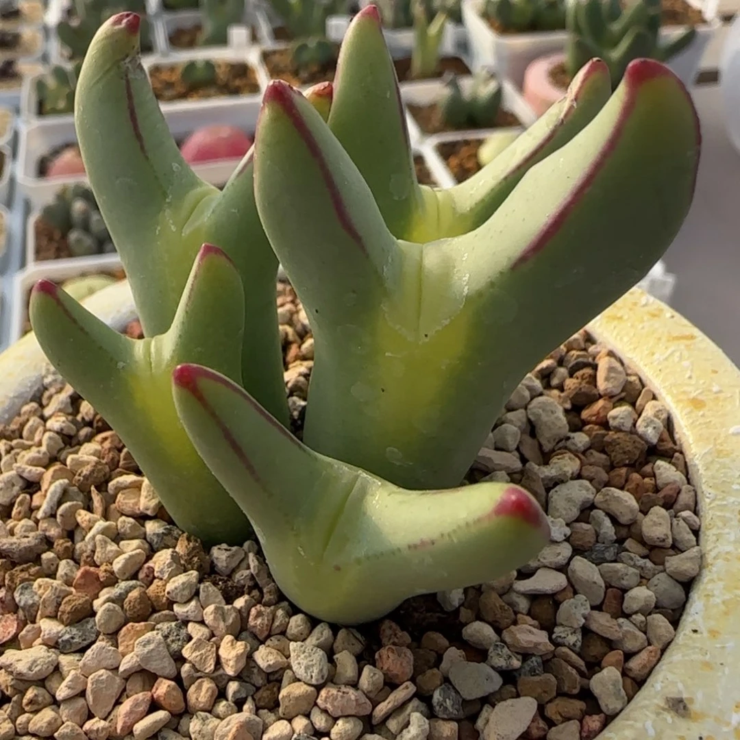 花**軒多肉植物美人鱼一颗13号链接