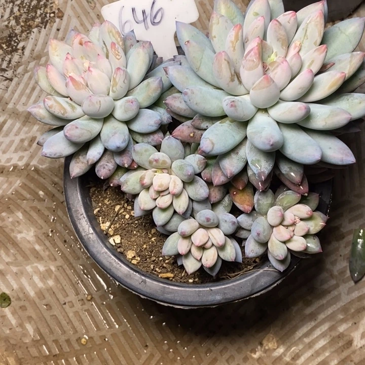 646所罗门肉肉肉肉肉