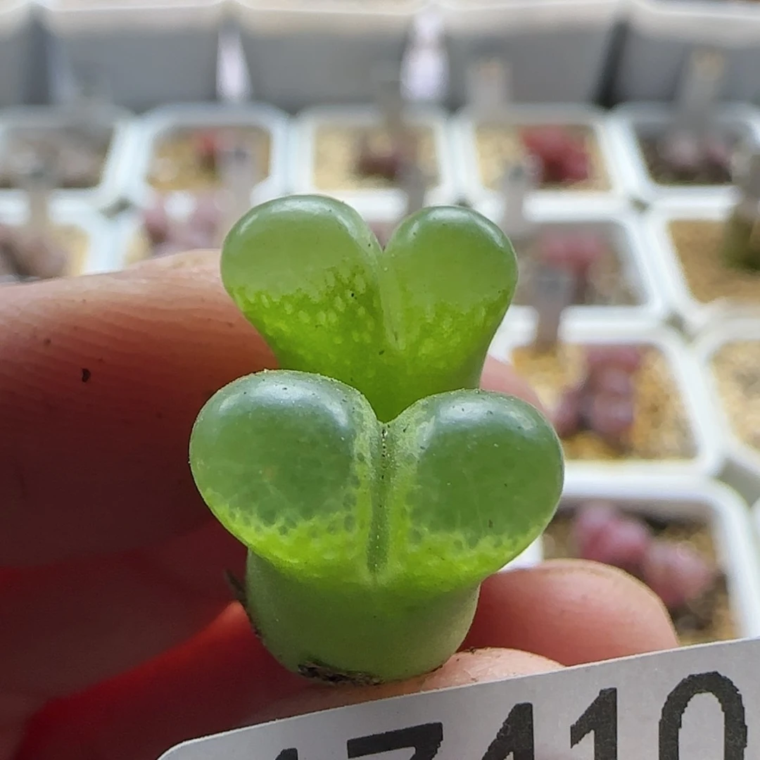 【闪购商品】17410小母本1810.1黄香蕉