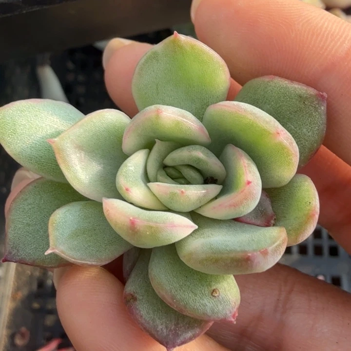 宝丽安娜锦腹轮锦无根