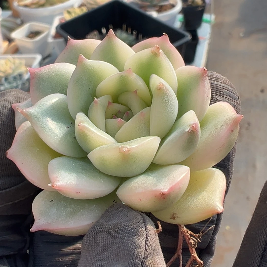 珍妮锦，覆轮锦多肉。