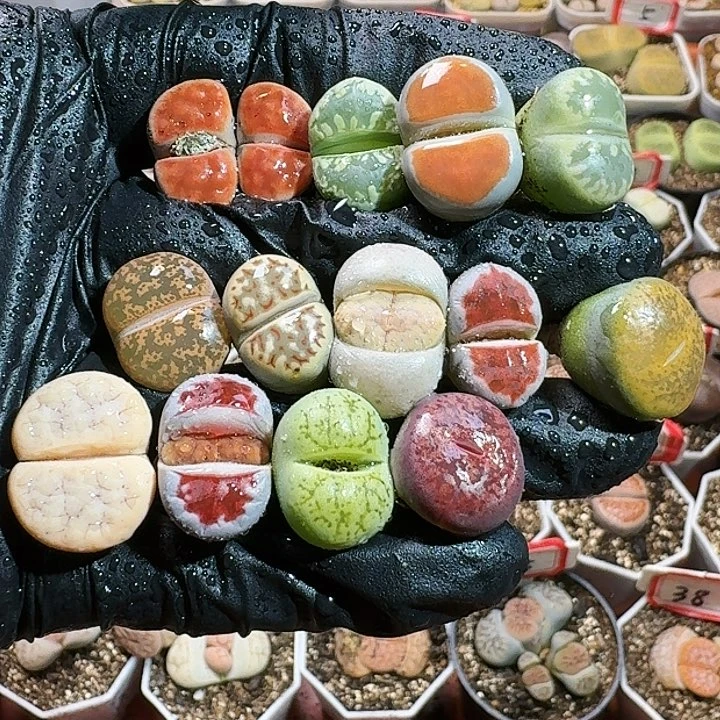 生石花1122555。  73