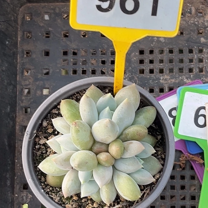 多肉植物胖体哥特961