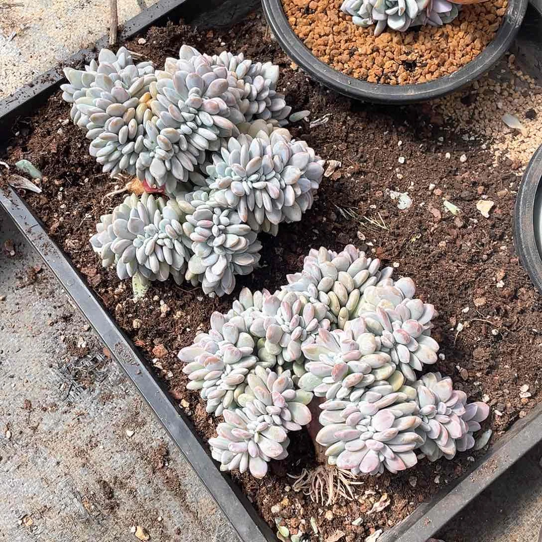 Y***汪多肉植物多肉植物