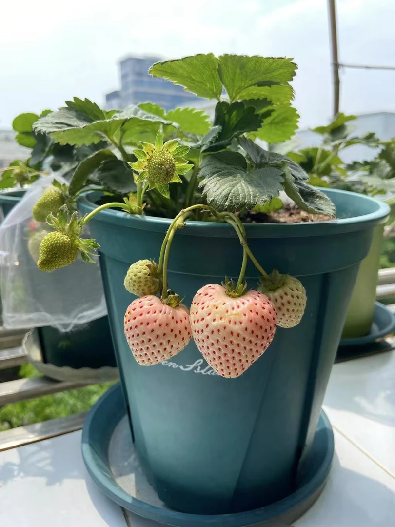 3盆包邮 草莓苗建德白露盆栽阳台小院种植大号根系发达