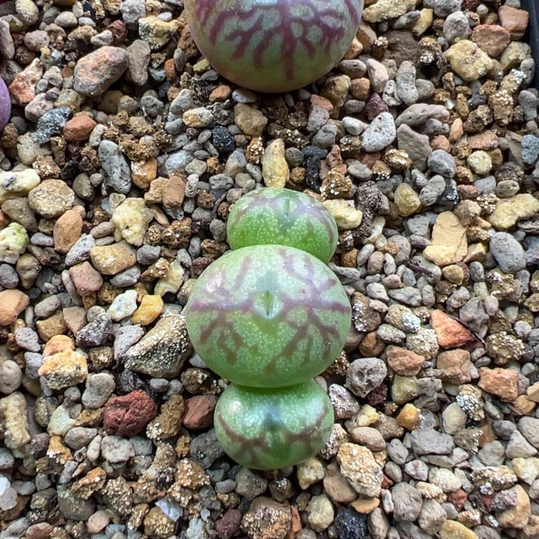 72铅笔画杂交一棵特