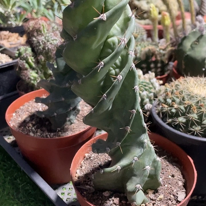 左右转龙卷风包邮