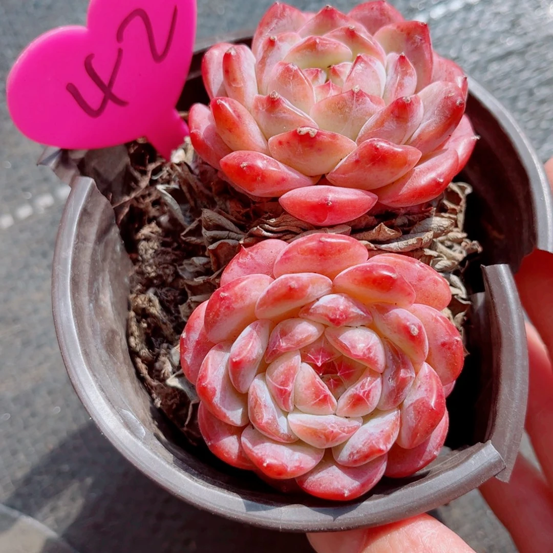 42号小老桩糖钻双头