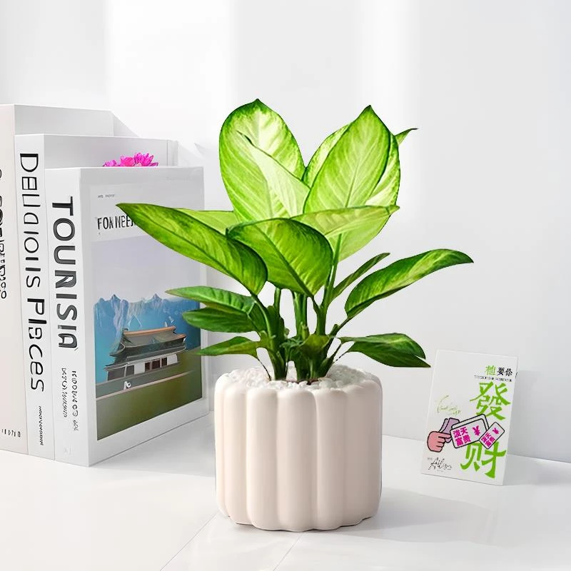 玛丽安万年青绿植盆栽花卉室内植物客厅桌面四季常青水培观叶好养