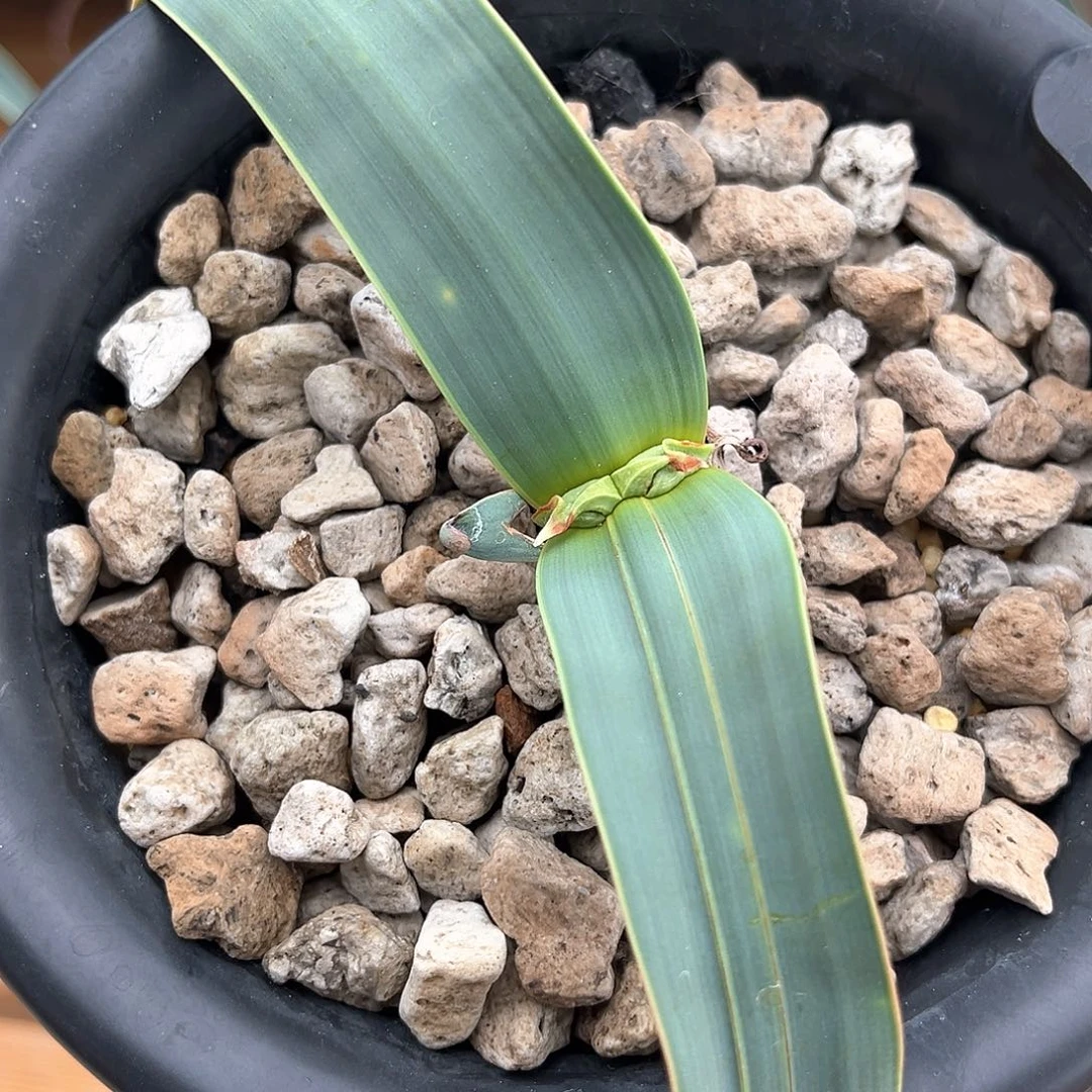 潮流植物 百岁兰 D6