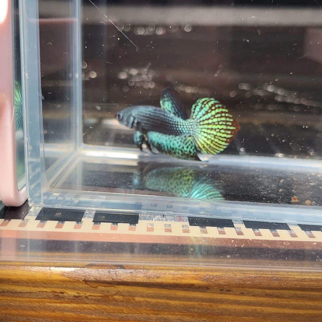 海水鱼宙斯斗鱼竞拍1226精品