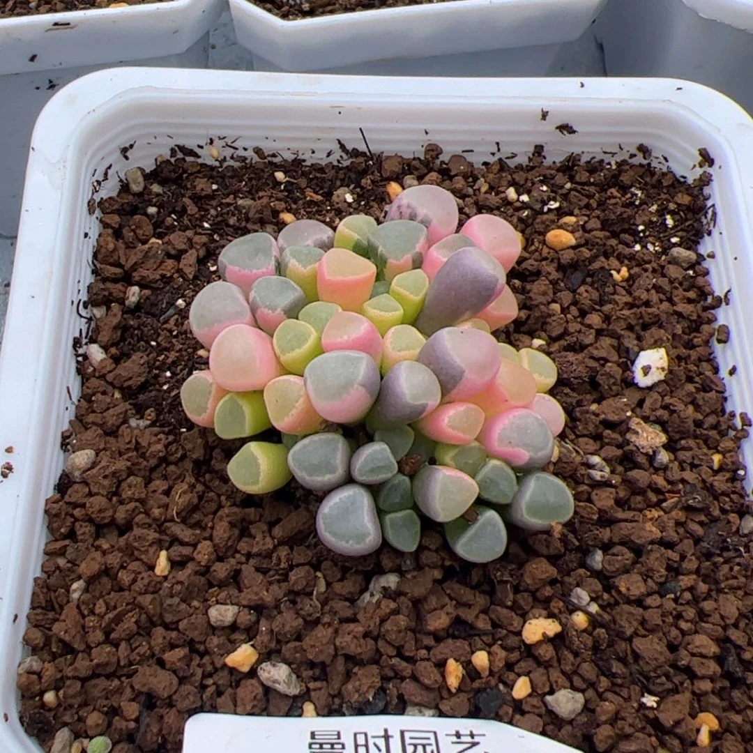 吻*104号五十玲玉3.3多肉