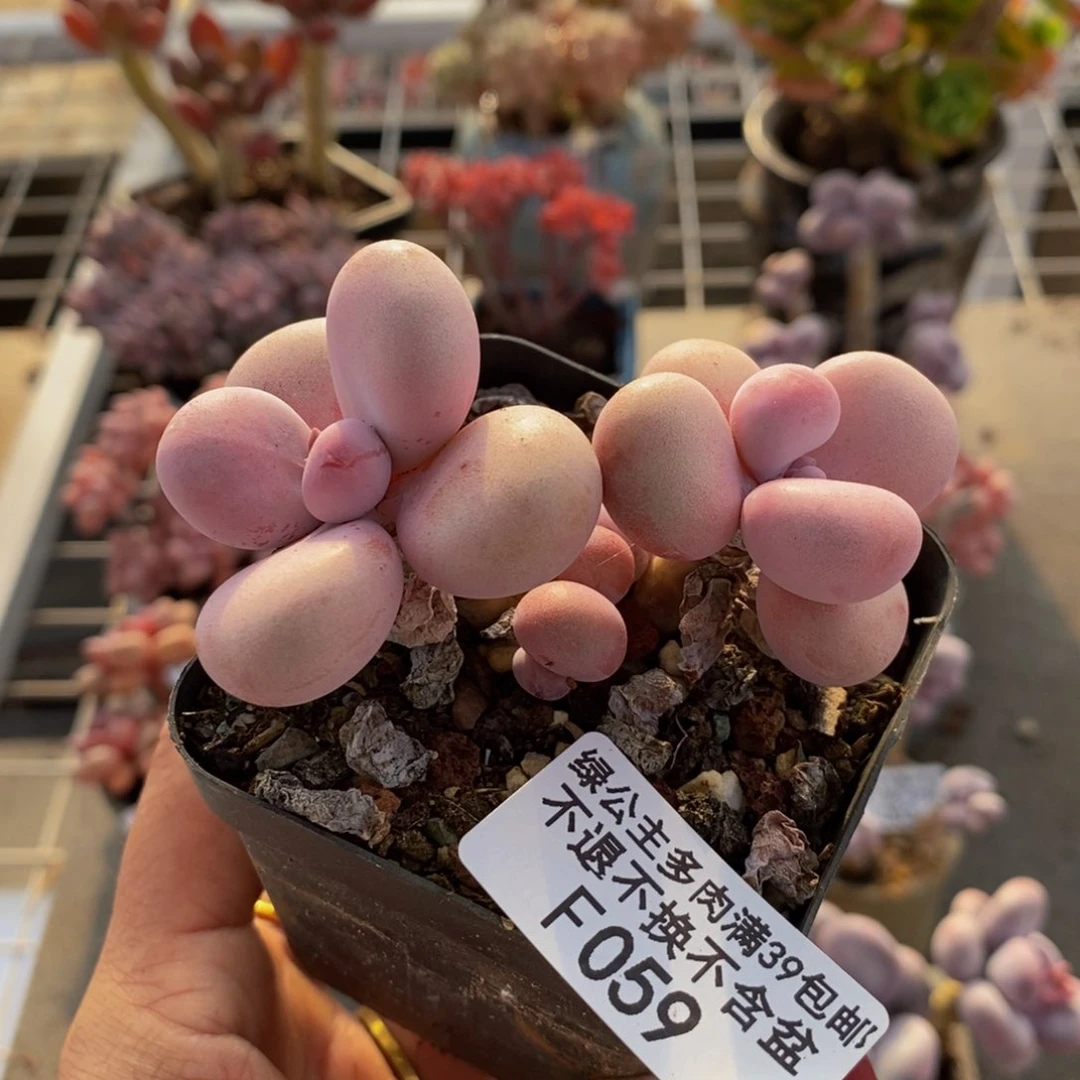 腰子桃蛋059/6cm福利