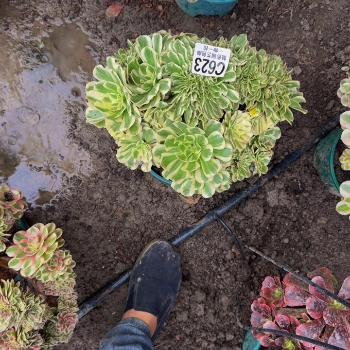 迈巴克花30-32包邮花花