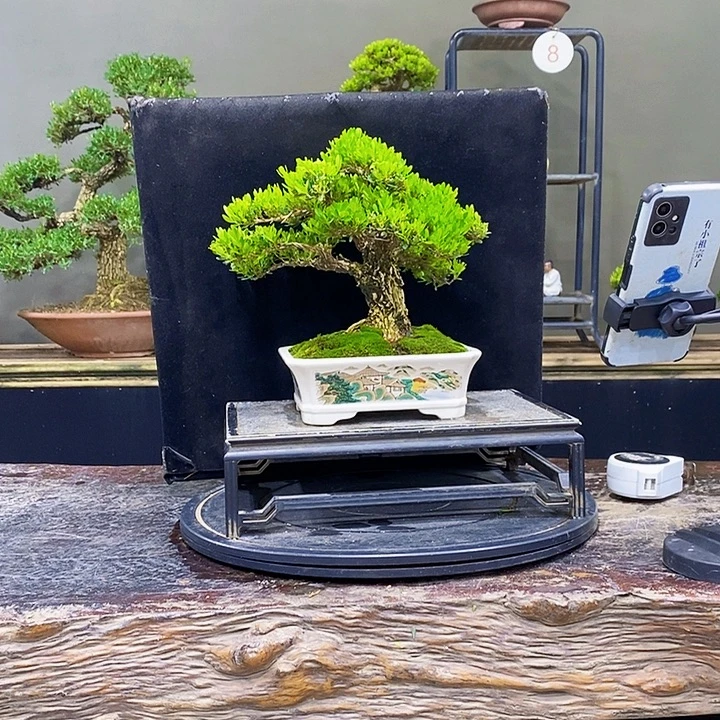 无花朵黄杨盆景四季常青