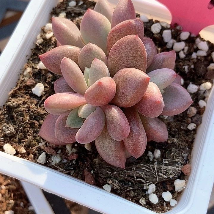 阿***琦多肉植物赫菲3012度肉