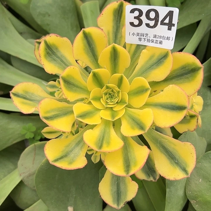 岚*?394多肉植物太阳神