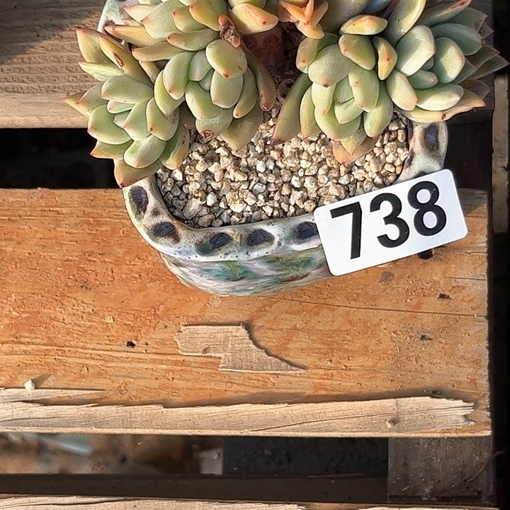 『****』多肉植物一物一拍