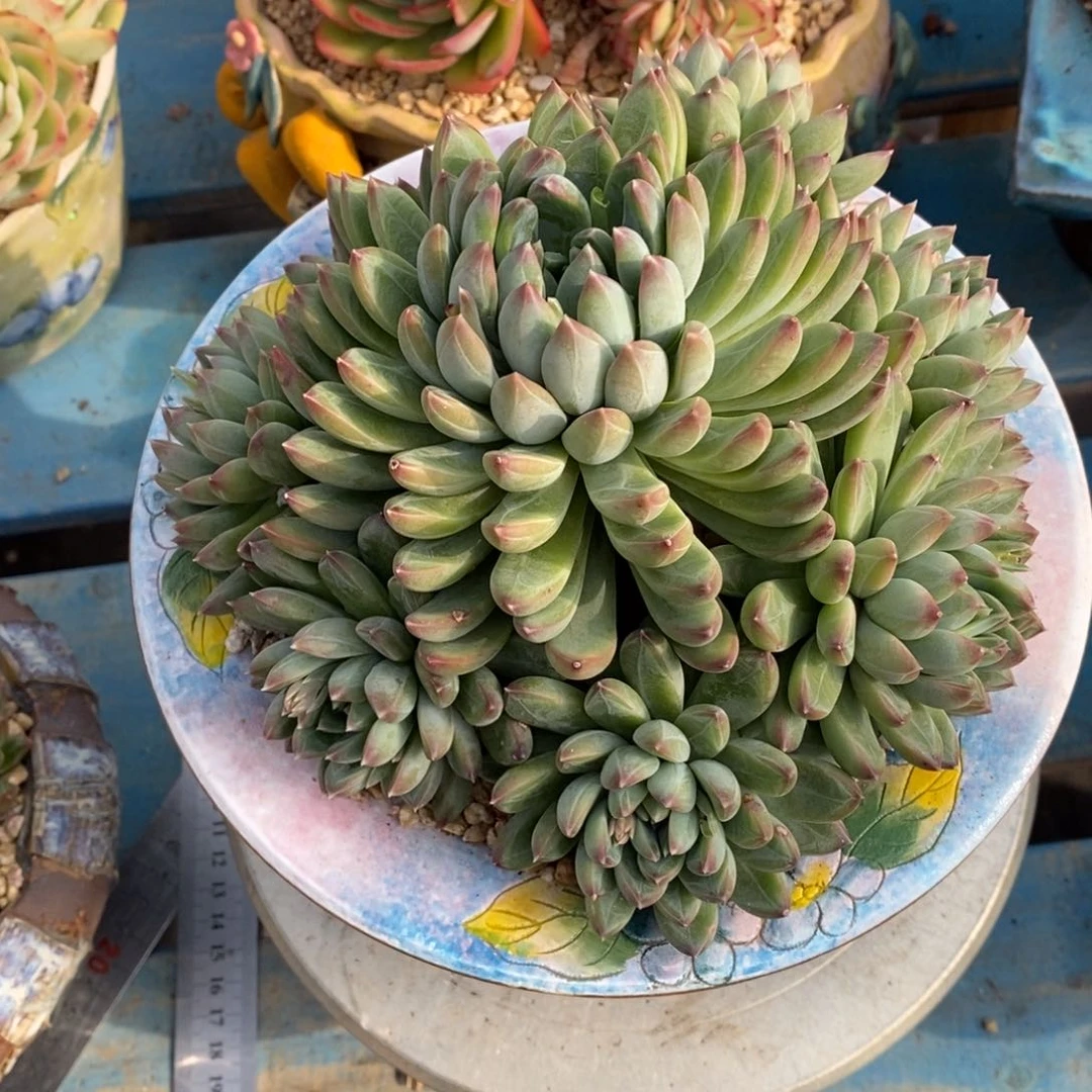 发货多肉植物一物一拍