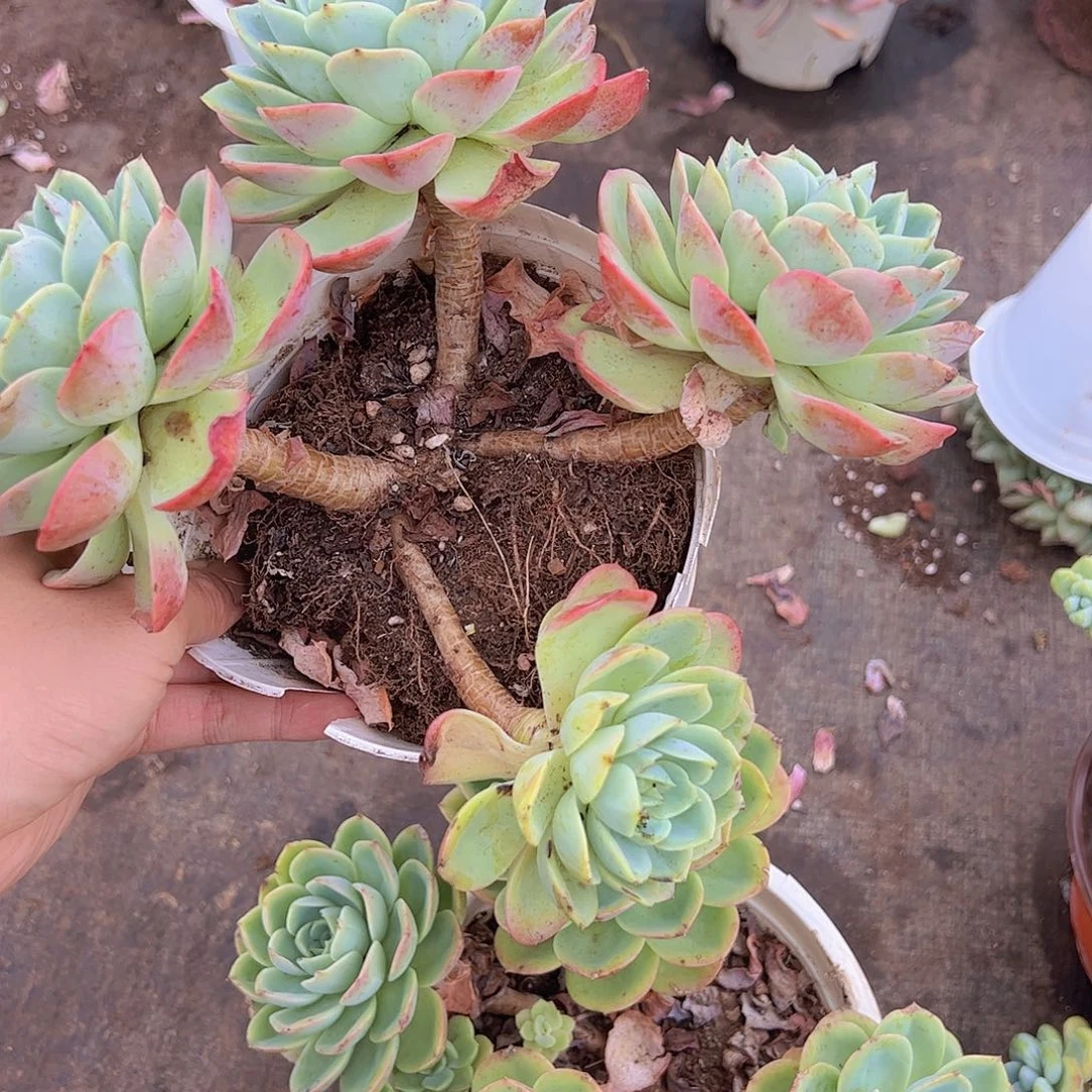 哈密瓜多头大盆群老桩整装精品