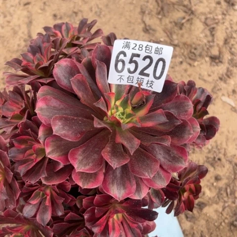 美杜莎多肉植物法师6520