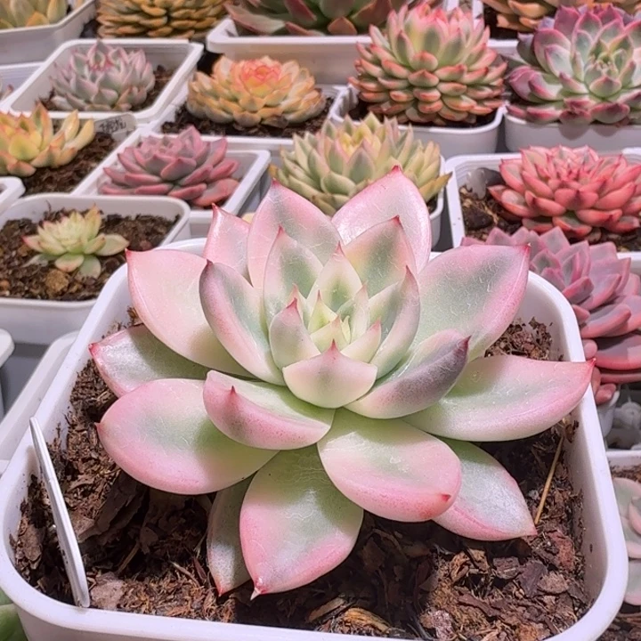 迦蓝锦多肉植物一物一拍