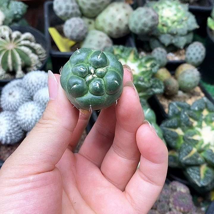 1号自根无刺象牙