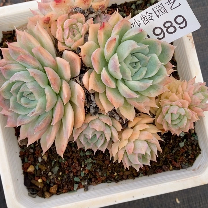 1989开播福利～12厘米