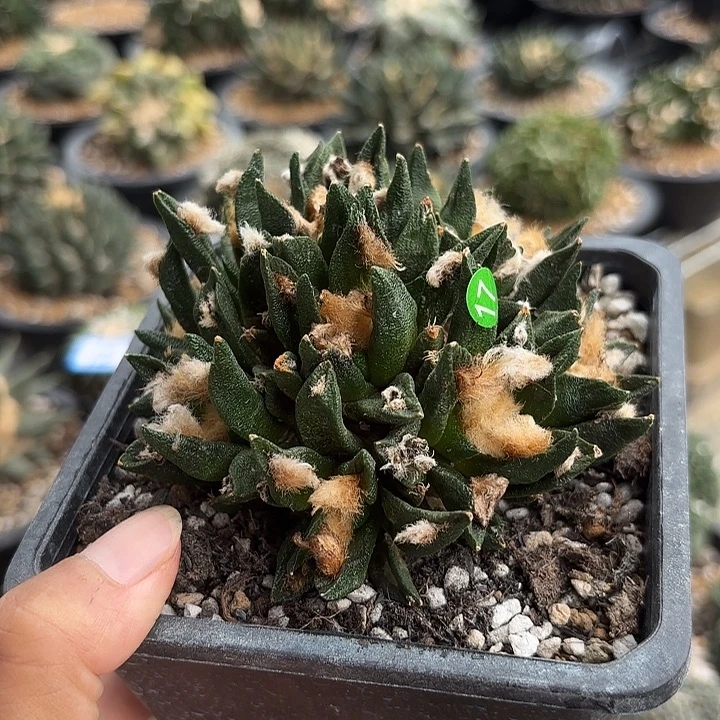 随***学袖蒲苗接落地仙人球17