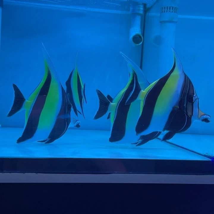 活体野生印尼神像海水鱼