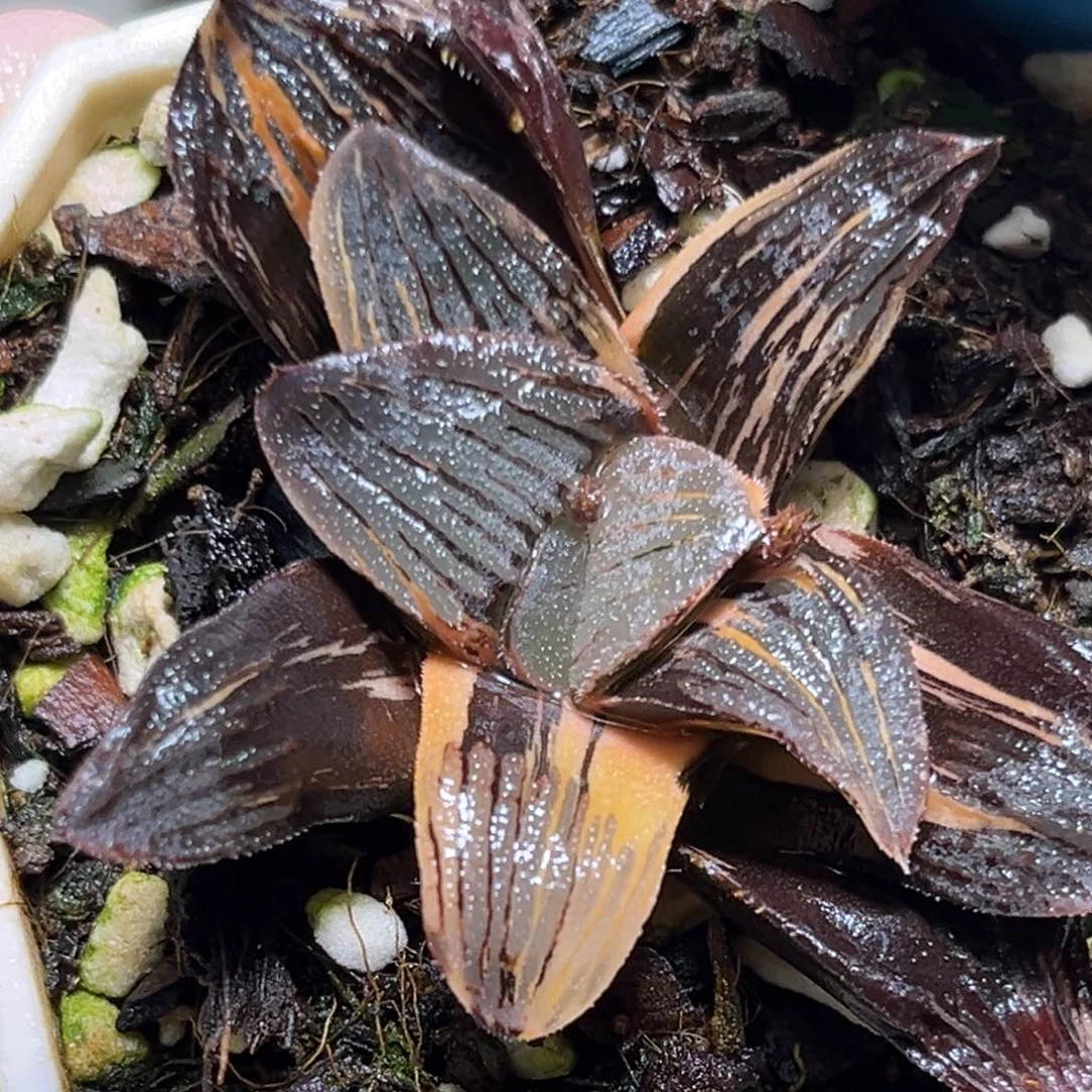 恭喜发财大吉大利0236夜想