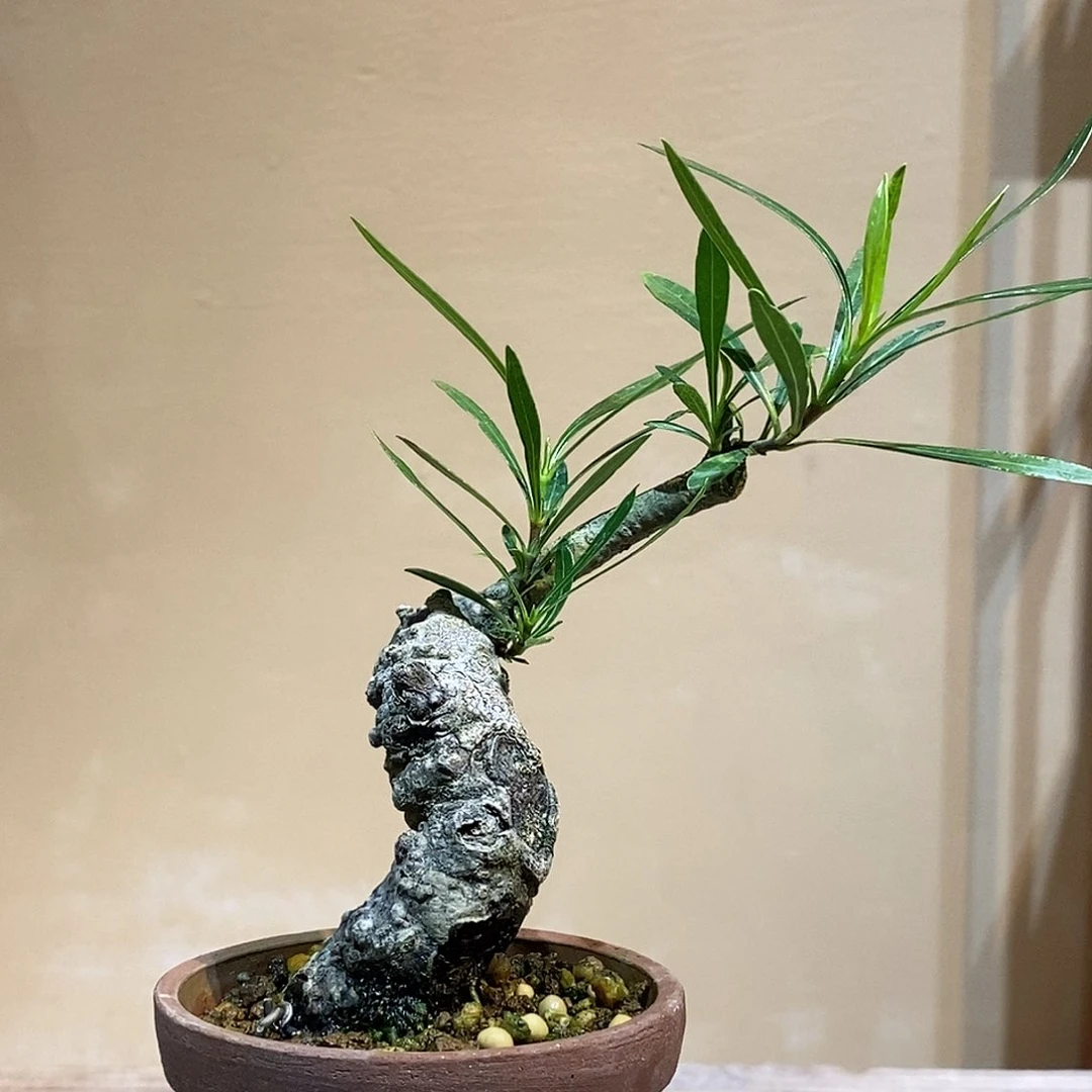 无花朵?****y栀子花