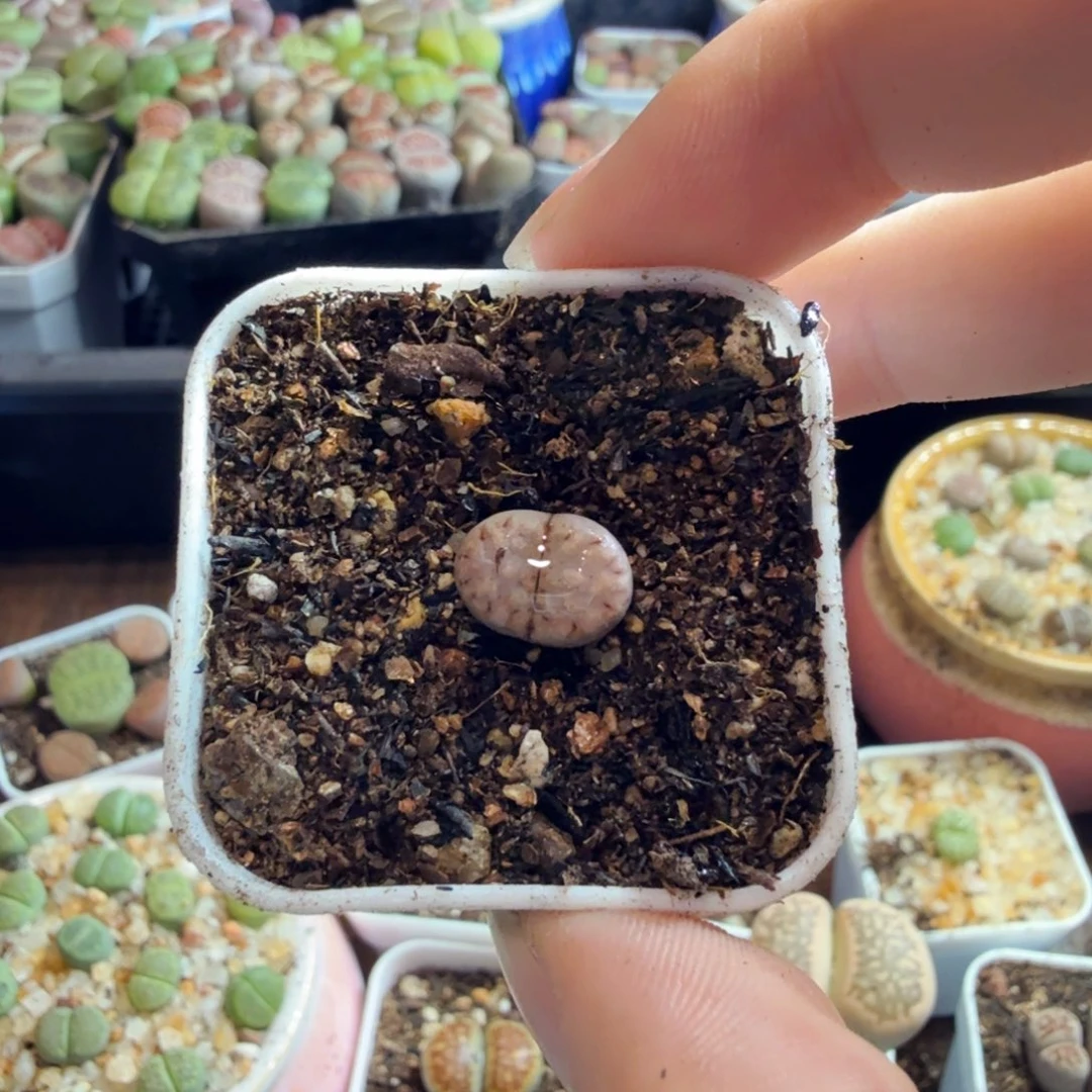 张***6多肉植物的生长发育和667
