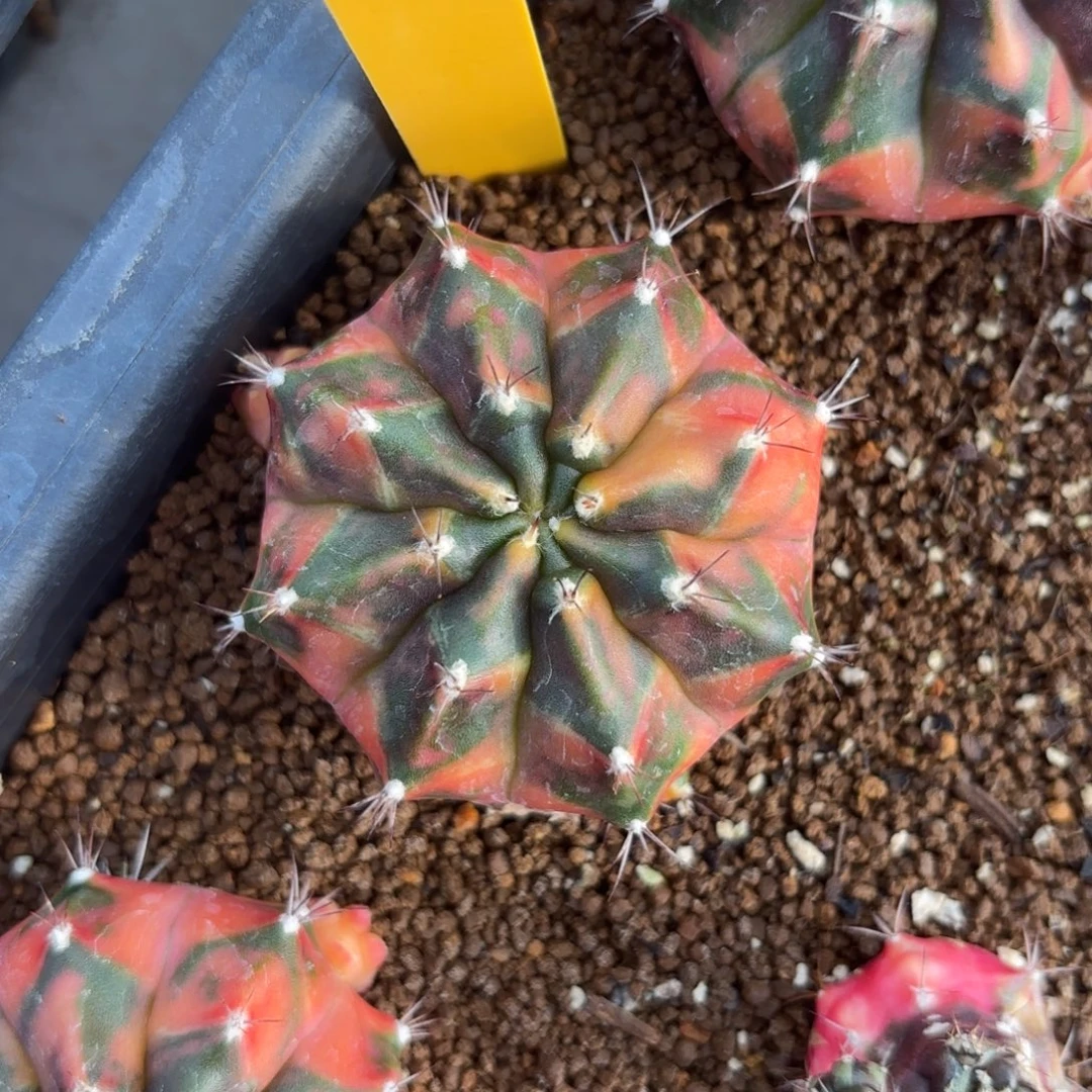 L512-0104泰国发货 秋天