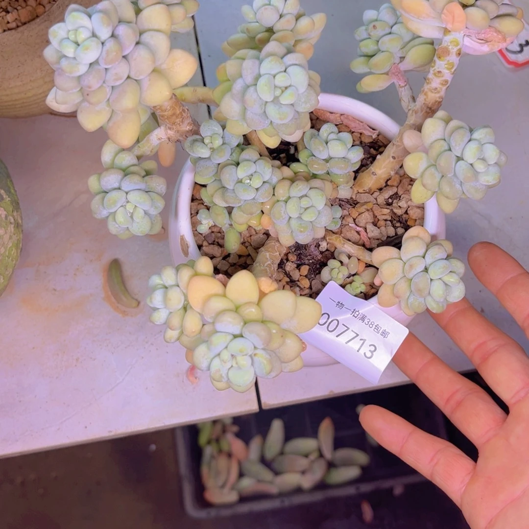 多肉一物一拍7713