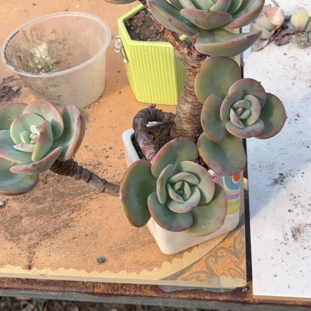 【闪购商品】无花朵小*