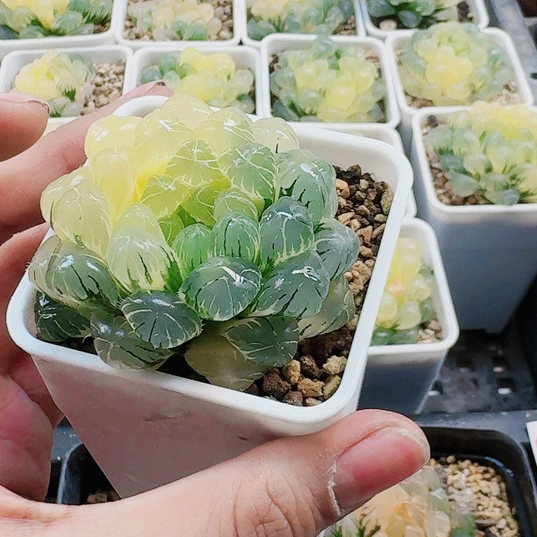 小***墨无花朵十二卷 实生冰灯锦福利
