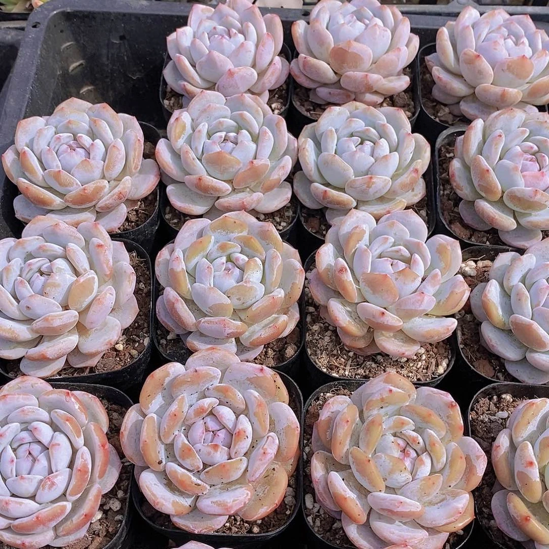 0701- 黑方星星橙单头2颗 量拍