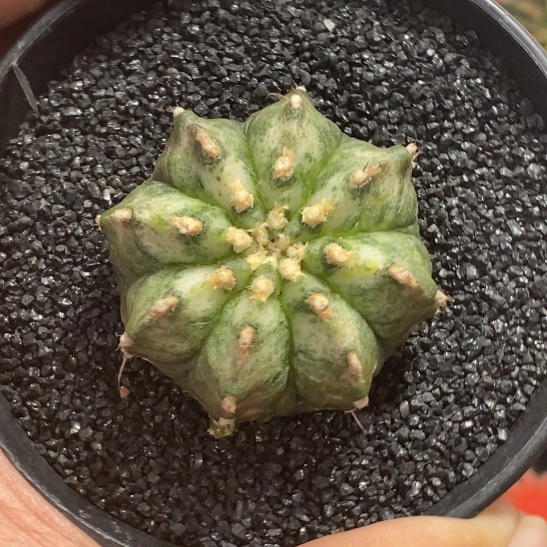 精品海神—脱土发货22